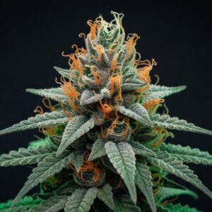 Tentazione Kush